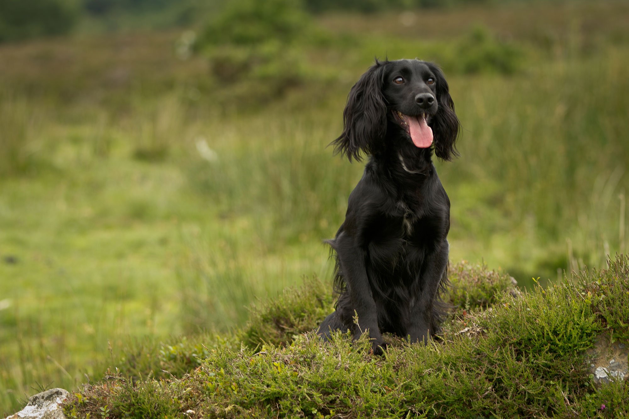 Breckmarsh Gundogs Ted