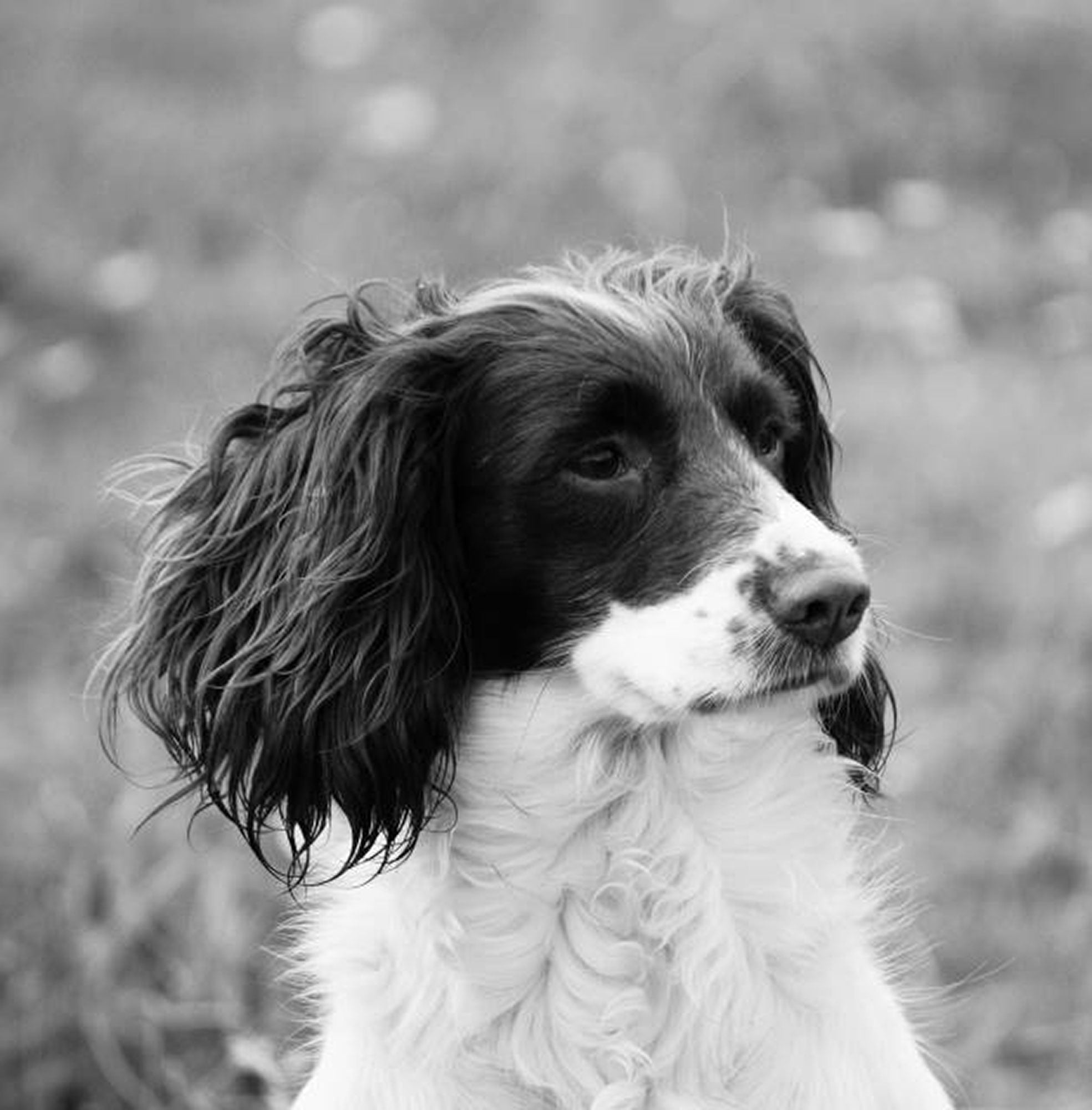 Jess