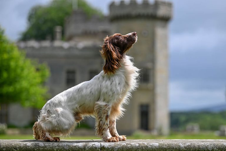Field Trial Champion Springer Spaniel Stud, Heathcroft Declan of Breckmarsh