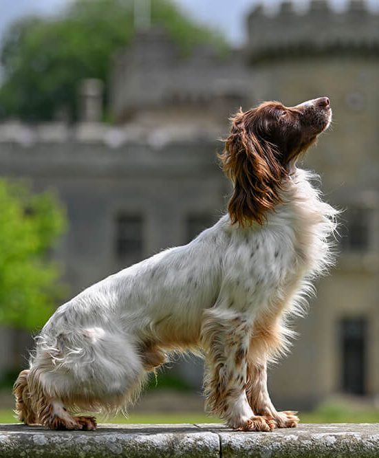 Field Trial Champion Springer Spaniel Stud, Heathcroft Declan of Breckmarsh