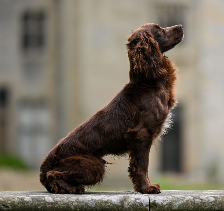 OFTW Breckmarsh Faron (Louie)