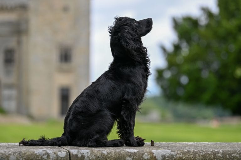 FTCH Breckmarsh Jana (Jade)