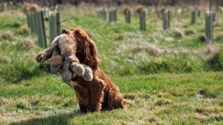 How to Choose the Right Stud Dog