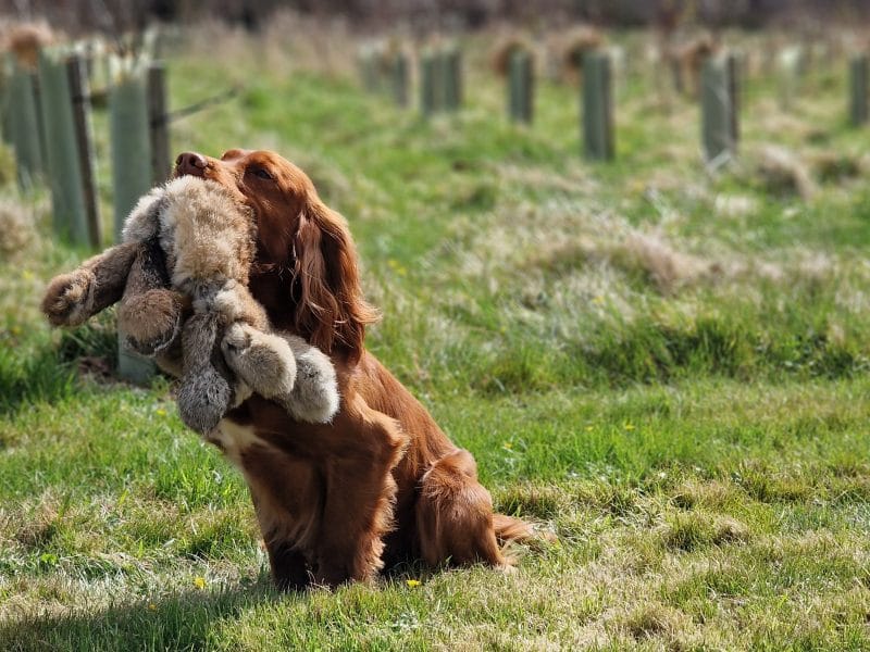 How to Choose the Right Stud Dog