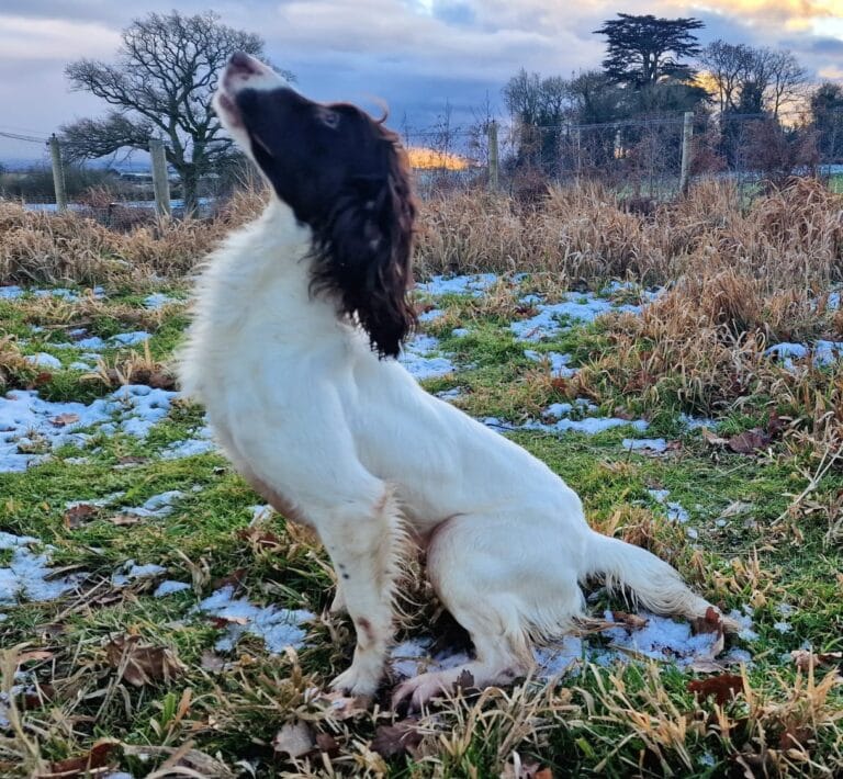 FTAW Breckmarsh Genie (Daisy)